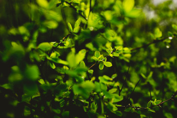 green leaves on branch background