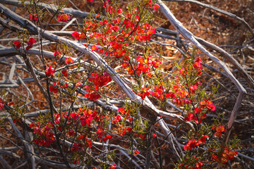 Bead Hopbush (Dodonaea lobulata) native to Australia growing through the burned woods from last...