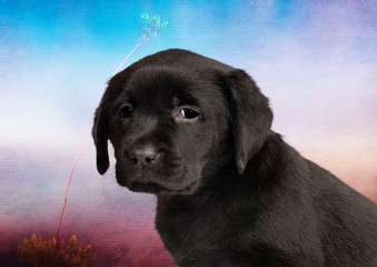 Labrador Retriever Puppy