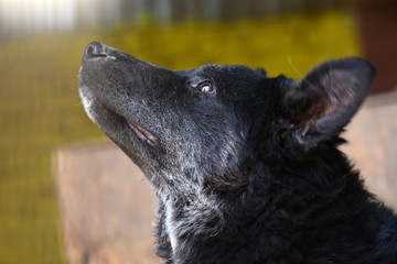 the dog looks up at the rays of the sun. portrait of a dog from a shelter