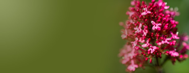 Spring summer banner background ,wide image room for text., red on  green.