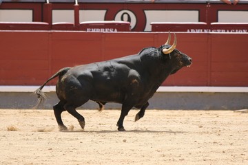 spanish bull in the bullring