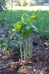 plant