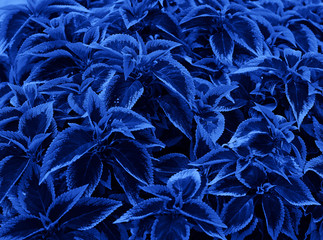 beautiful plants on the lawn in the garden. toned in modern trendy color classic blue