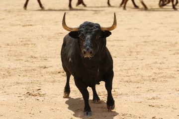 spanish bull in the bullring
