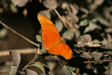 Julia Heliconian orange buttefly.
