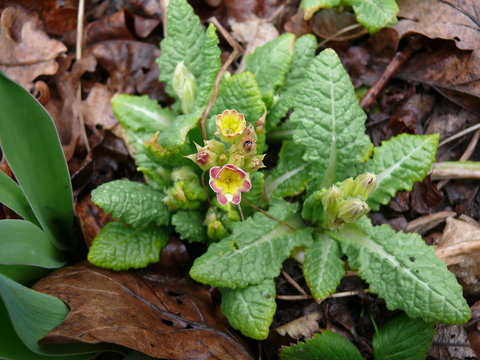 first flowers of spring