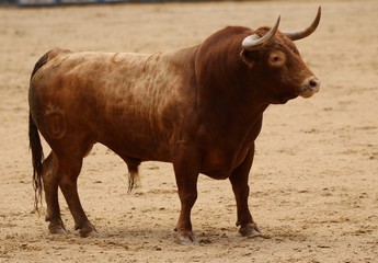 spanish bull in the bullring