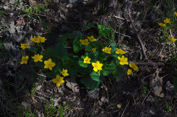 marsh marigold plant in the woods