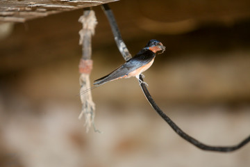 A barn swallow standing on a wire with debris in it's mouth.