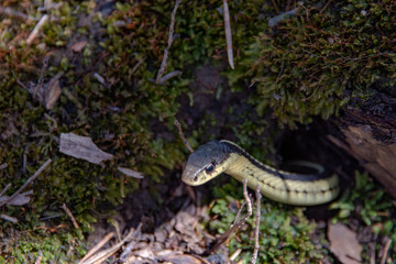 In early spring, snakes crawl out to bask on the sun