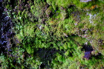Wet moss on stones , background