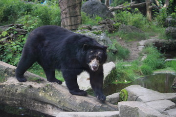 bär