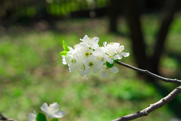 Blooming tree branch (spring) on the background of the forest