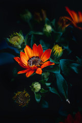 orange flower
