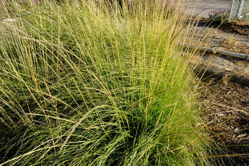 Temecula Wire Country