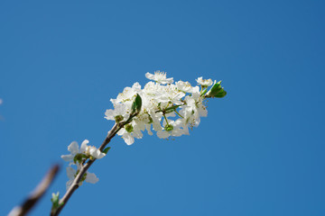 Branches of a tree in flowers weighing against the sky