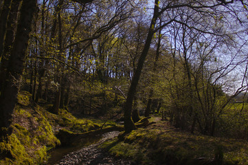footpath in the woods in spring