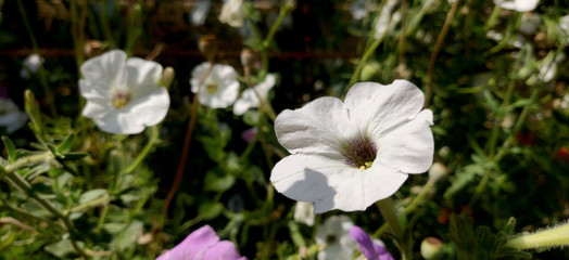 Obraz na płótnie Canvas white flower in sunlight