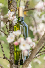 Home made sweet apple wine bottle on the apple tree branch at sunny spring day