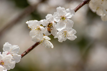 Bees never tire of collecting pollen from cherry blossoms.