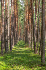 Footpath in the woods with pine trees in sunny summer day in Eastern Europe