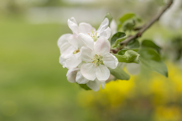 Beautiful apple flower in sunny spring day