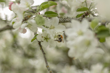 bee on a beautiful flower in sunny spring day