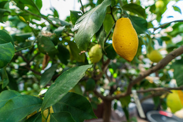 Closeup of a lemon tree with ripe fruits