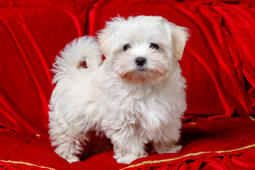 Maltese. White lapdog on a red background