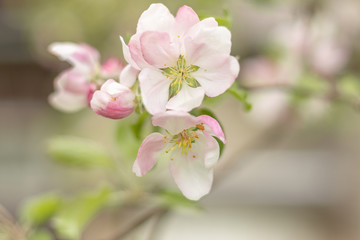 Fototapeta na wymiar Beautiful apple flower in sunny spring day
