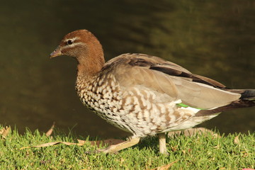 A duck in close up