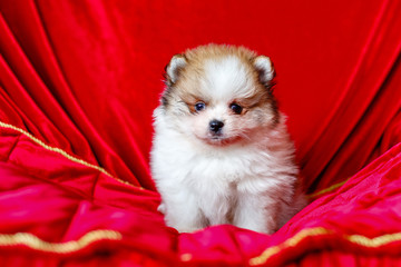 Beautiful German Spitz puppy on a red background