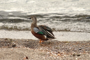 A duck in close up