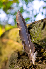 A large feather of a bird, shot against a background of tree bark and green plants.