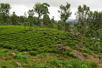 Fototapeta na wymiar Tea plantation landscape in Sri Lanka, Nuwara Eliya green hills valley view.