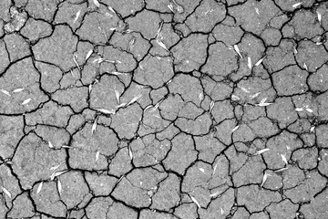 dry cracked earth