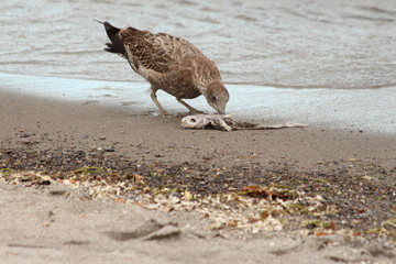 A Gull eating a dead fish at Lake Taupo