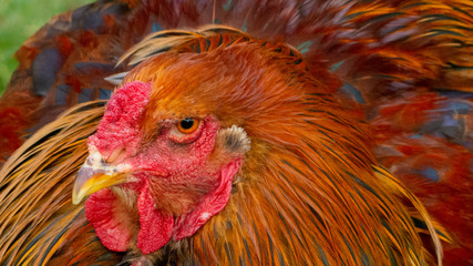 Proud and colorful Brahma chicken, the rooster