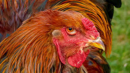 Proud and colorful Brahma chicken, the rooster