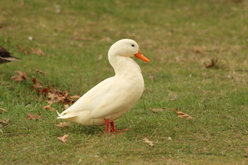 A duck in close up