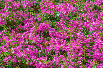 beautiful red flowers on a sunny day in Positano