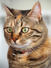 Portrait of a cute brown and white female cat