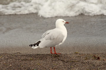 A gull in close up