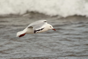 Fototapeta na wymiar A gull in close up