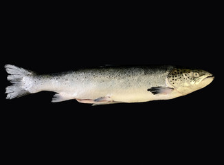 Big sea salmon, on a black background. Huge trout fish, close up. Fish head with fins.