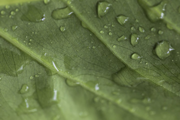 Wet Leaf Macro