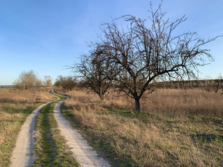 The road through the field against the blue sky. The path to the village passes near the forest in the meadow. Traces of cars and carts on the ground.