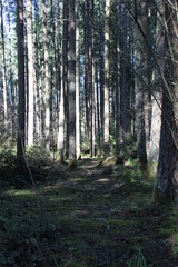 path through the woods
