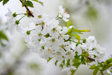 Obraz premium Close-up shot of blossoms of a cherry tree. Background for flowers, spring flowering and floriculture.